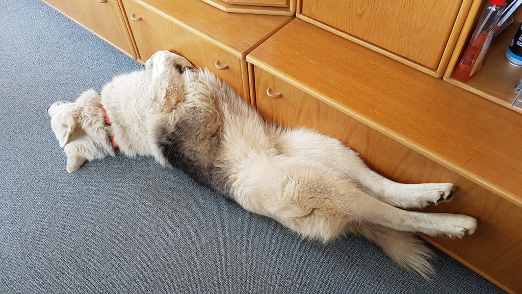 Husky-Hunde-Yoga zur Tiefenentspannung