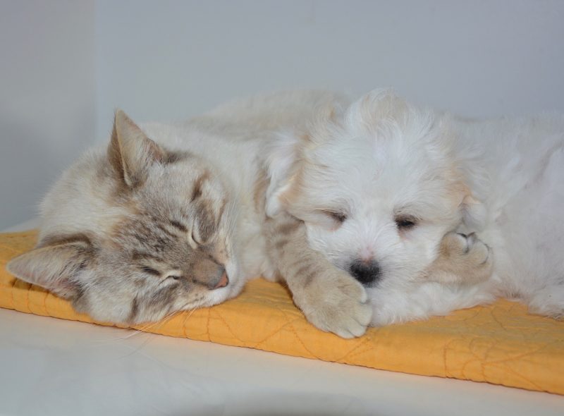 Blog: Katze und Hund schlafen